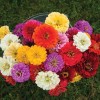 GardeningTreasures 40 Zinnia Giant Dahlia Flowered Mix seeds