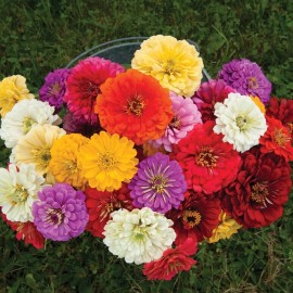GardeningTreasures 40 Zinnia Giant Dahlia Flowered Mix seeds
