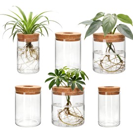 6Pcs Glass Plant Propagation Stations, Desktop Flower Vases, 3 Size Hydroponic Glass Container Vase (2 Large & 2 Medium & 2 Small) for Plant Cuttings, Desks, Houses, Living Room, Bedroom, Office Decor