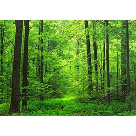 Painting Style Wallpaper Poster Forest Bath Green Eye Care Change Mood Healing (Removable Sticker) Caracro SNR-001A1 (A1 Version 830mm x 585mm) Architectural Wallpaper + Weather Resistant Paint Wall Sticker Bath Poster