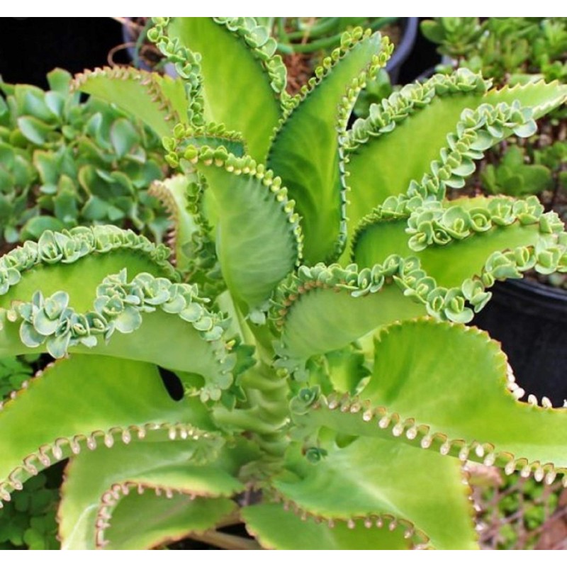 Mother of Thousands Kalanchoe (Medium Adult)