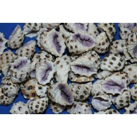 Salty Pelican Purple Interior Seashells Drupa Morum, 7/8 inch to 1 1/2 inch, SS-32 - 60 shells $56.98