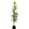 The Jonsteen Company Douglas-fir | Small Tree Seedling | The