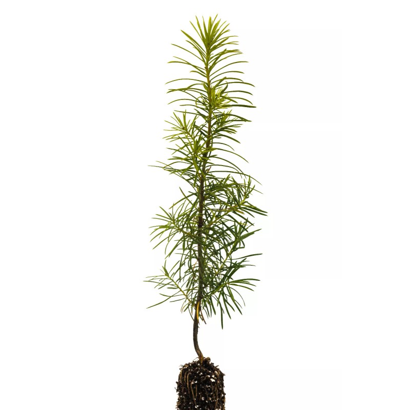 The Jonsteen Company Douglas-fir | Small Tree Seedling | The