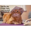  Tips for the Proper Care, Training and Nutrition of Cats