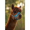 Kerbl Alpaca Headcollar Adjustable - Blue (Dimensions 17 x 18