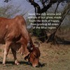 Sarthak Satvik A2 Cow Ghee Grass Fed Clarified Butter, 16.90