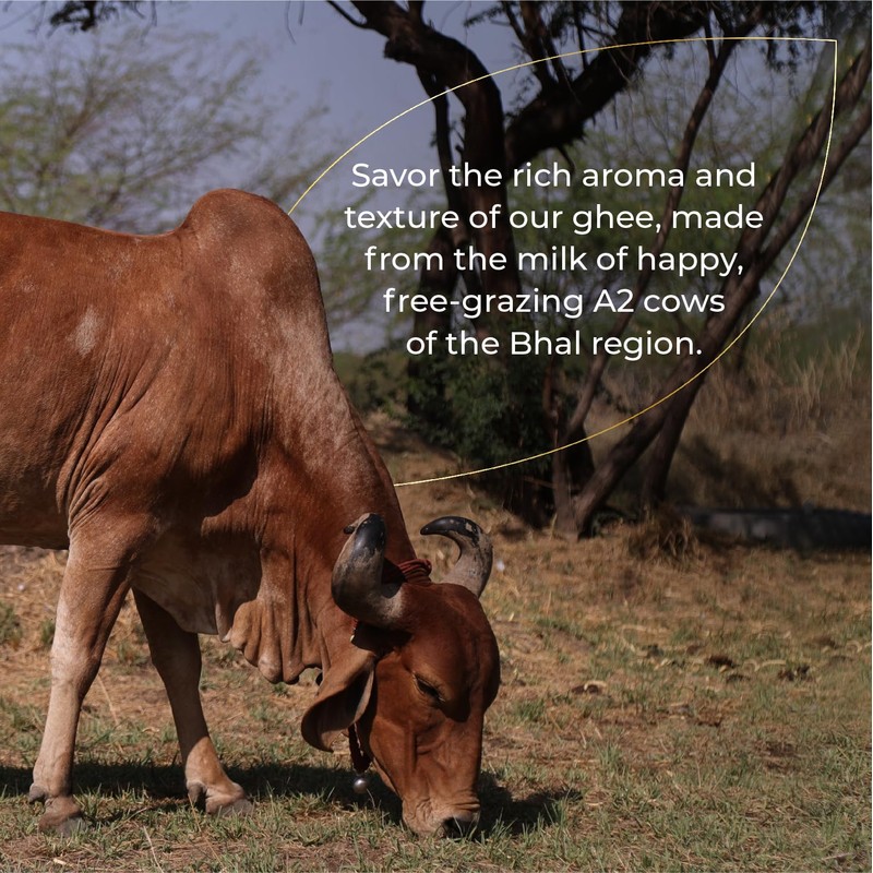 Sarthak Satvik A2 Cow Ghee Grass Fed Clarified Butter, 16.90