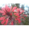 Wild Indian Paintbrush seeds (Castilleja Agustifolia) 200+ seeds -RARE- Wildflower