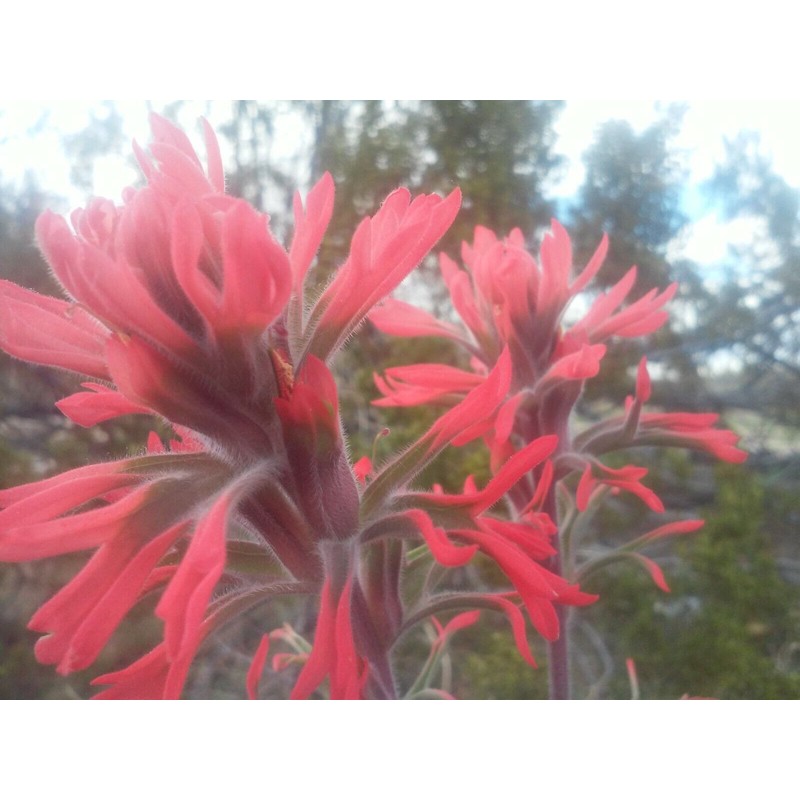 Wild Indian Paintbrush seeds (Castilleja Agustifolia) 200+ seeds -RARE- Wildflower