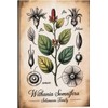 Placa botánica de Ashwagandha – Withania Somnifera 30x45 cm, impresión