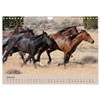 Wildpferde. Frei wie der Wind (Wandkalender 2026 DIN A4 quer),