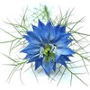 1000 Seeds -Blue Love in a Mist - Nigella -