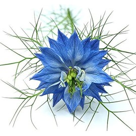 1000 Seeds -Blue Love in a Mist - Nigella - Easy to Grow