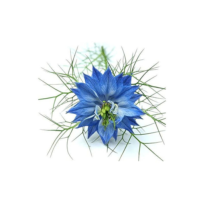 1000 Seeds -Blue Love in a Mist - Nigella -