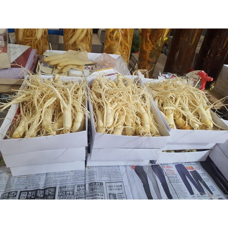 풍기인삼 6년근 수삼 750g 세척삼 16-18편 6-Year-Old Donguibogam Ginseng 750g