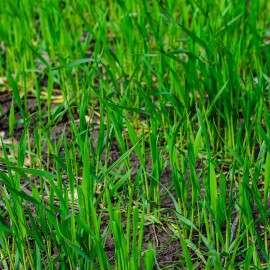 CZ Grain 25 LBS Winter Rye Seed - Cover Crop, Food Plot Deer, Wildlife, Garden Cover Crop