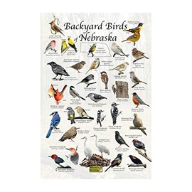 Where's Wildlife Backyard Birds of Nebraska Bird Identification Poster (8" x 12")