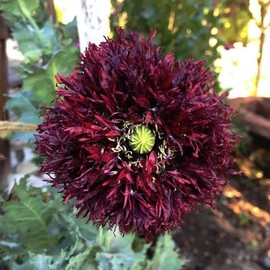 Poppy Seeds - Black Swan - Packet - Purple Flower Seeds, Open Pollinated Seed Attracts Bees, Attracts Butterflies, Attracts Pollinators, Easy to Grow & Maintain, Container Garden