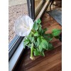 Flowers White Moonflower Seeds, Fragrant Bush, Organic, Datura Innoxia 60
