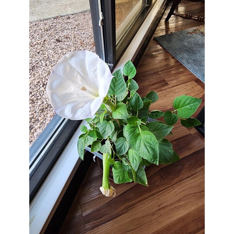 Flowers White Moonflower Seeds, Fragrant Bush, Organic, Datura Innoxia 60