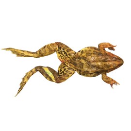 Anatomy Lab Bullfrog Specimen for Dissection, for Biology Classrooms, 5-6 inches Plain Injection, Vacuum Pack of 1