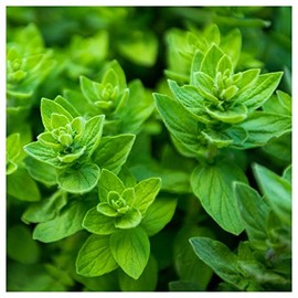 Everwilde Farms - 1 Oz Organic Italian Oregano Herb Seeds - Gold Vault Packet