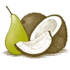 Burt's Bees Lip Balm - Coconut and Pear, Lip Moisturizer