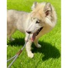 YUCFOREN 3FT Slip Lead Dog Leash, 1/2 Inch Thick Nylon