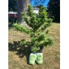 Reefertilizer® Grow and Bloom Bundle - Water Soluble Fertilizer &