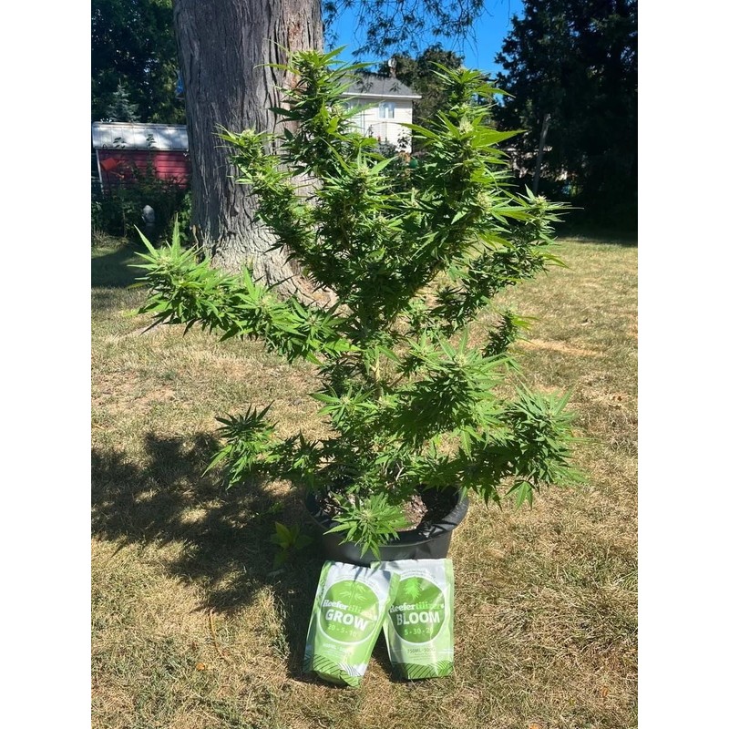 Reefertilizer® Grow and Bloom Bundle - Water Soluble Fertilizer &