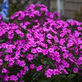 50 Cloudburst Phlox Seeds Flower Perennial Seed Flowers Butterfly Perennial Flower Garden Seed Flowers Seed Flower