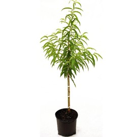 Generic Loring Peach Tree, Freestone, Large Sweet Fruit, Cold Hardy, Self-Pollinating, Fruit Bearing, 5 gal, Nursery Pot, Green