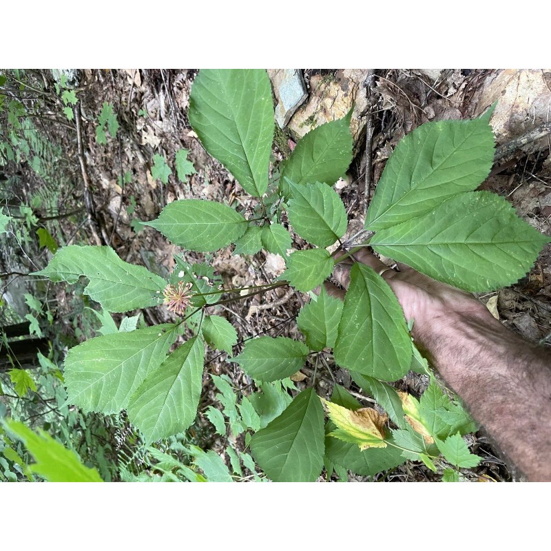 Wild American Ginseng Leaf Extract 1Fl Oz Dropper Bottle