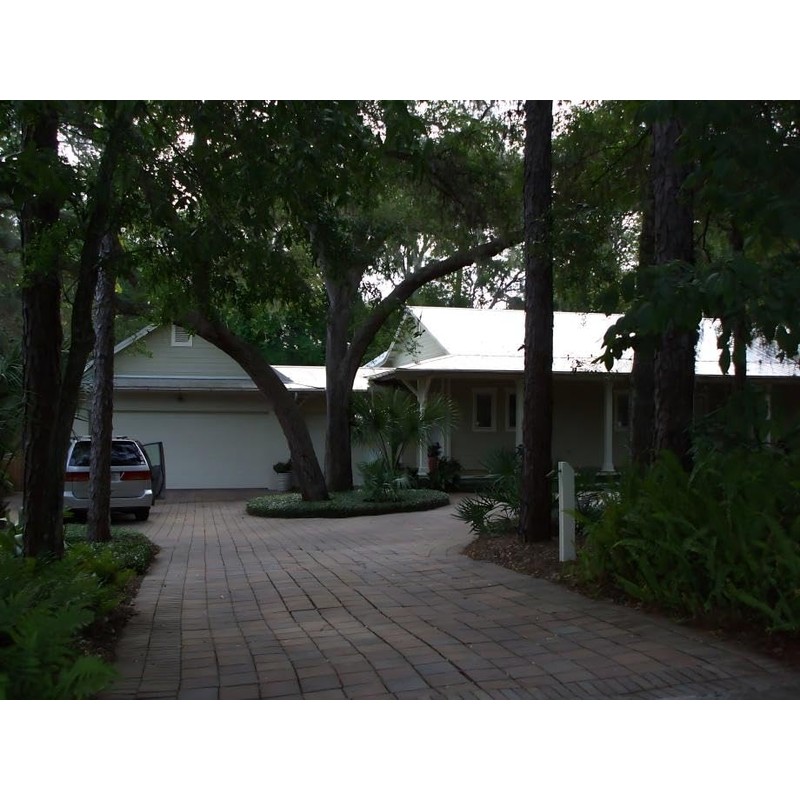 Classy Groundcovers, Asiatic/Dwarf Asian/Minima/Japanese/Yellow Star Jasmine (50 Bare Root Plants)