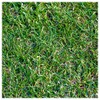 Everwilde Farms - 1 Lb Buffalo Grass Native Grass Seeds