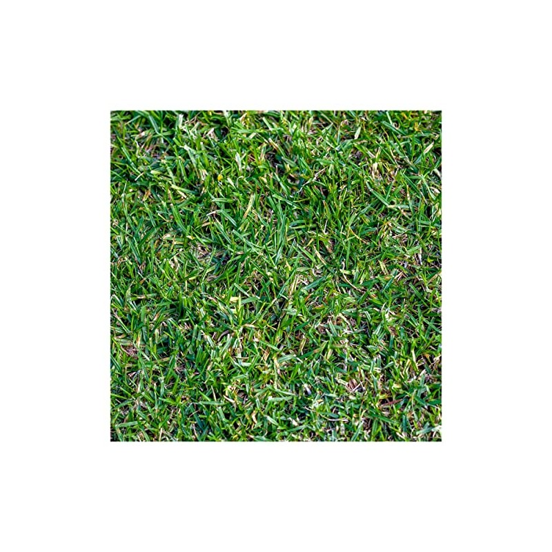 Everwilde Farms - 1 Lb Buffalo Grass Native Grass Seeds