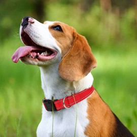 Taglory Reflective Adjustable Dog Collars for Puppy Small Medium Large Dogs, Thin Nylon Webbing and Quick Release Plastic Buckle(Red, Small)