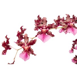 Orchid Insanity - Oncidium Sharry Baby - Chocolate Fragrance Very Popular, Easy to Grow and Bloom (NOT in-Bud/Bloom When Shipped)