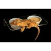 Pangea Acrylic Suction Cup Gecko Feeder Ledge (Large) for Lizards