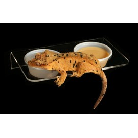 Pangea Acrylic Suction Cup Gecko Feeder Ledge (Large) for Lizards and Reptiles