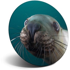 Destination Vinyl ltd Magnet for Refrigerator, Fridge - Cute Sea Lion Face Underwater for Office, Cabinet and Whiteboard, Magnetic Stickers, 16872