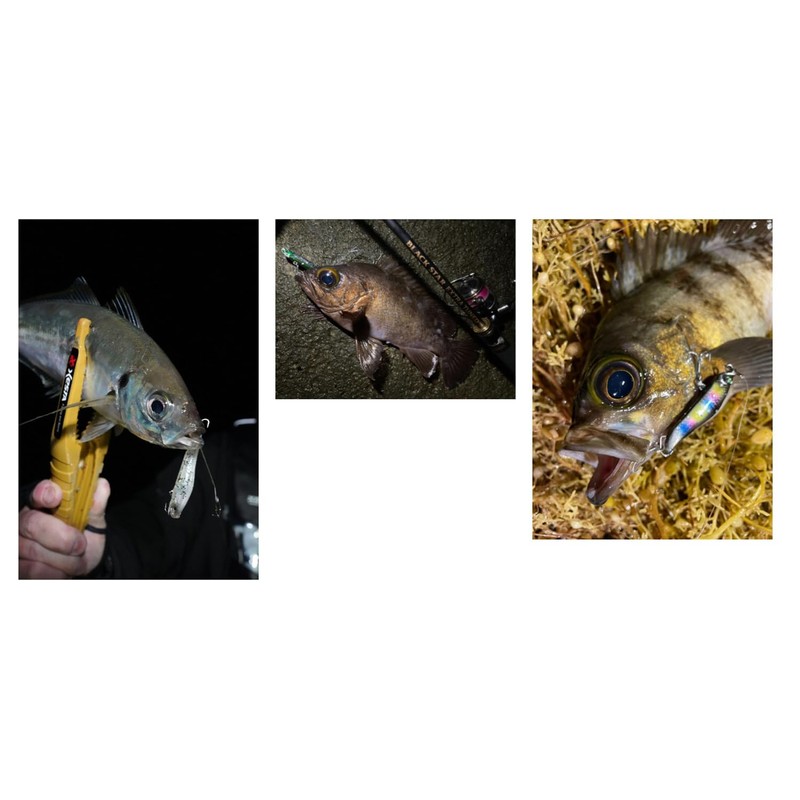 Xesta Apitite 60S PG008 CHSL Chart Luminous Bug