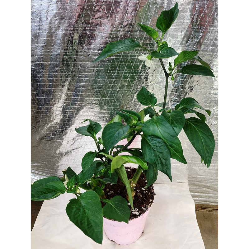 All Purpose Indoor Houseplant Potting Soil Mix Peat Moss &