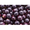 Health Solution Prime Revitalize Energy with ACAI BERRY EXTRACT -