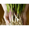 Wild Garlic Ramsons Bear Leek Wild Onion Seeds for Planting
