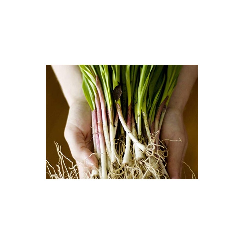 Wild Garlic Ramsons Bear Leek Wild Onion Seeds for Planting
