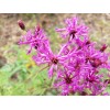 Chill Hill Farms Florida Ironweed | 25 Seeds | Vernonia