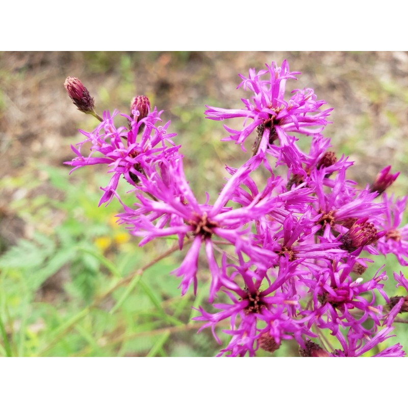Chill Hill Farms Florida Ironweed | 25 Seeds | Vernonia