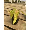 Nepenthes Sanguinea Pitcher Plant - Live Carnivorous - Beginner Friendly